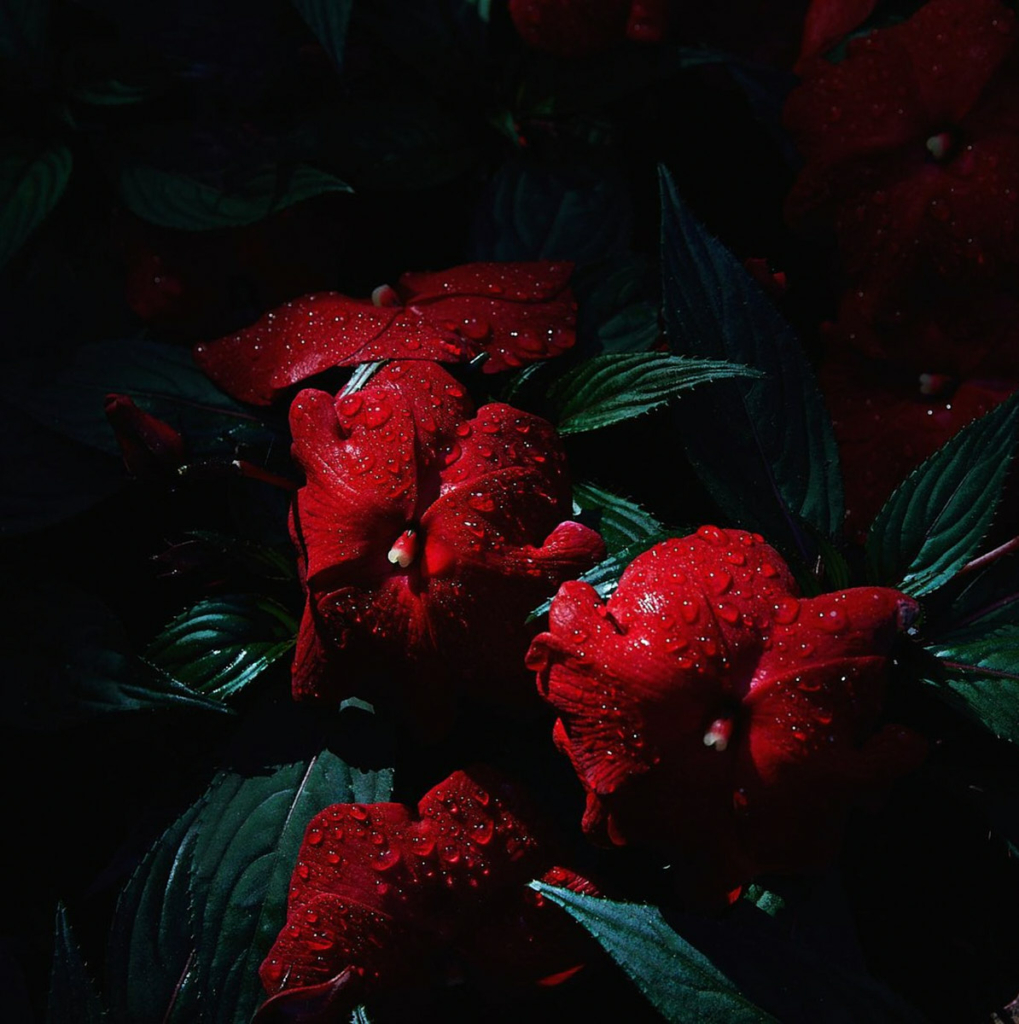 Red flowers with rain drops on them in the dark. Branding & web design. House of Hyacinth - Visual Design Studio.